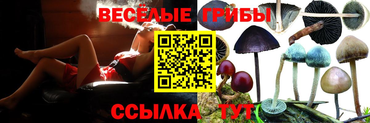 Галлюциногенные грибы Psilocybe Рузаевка
